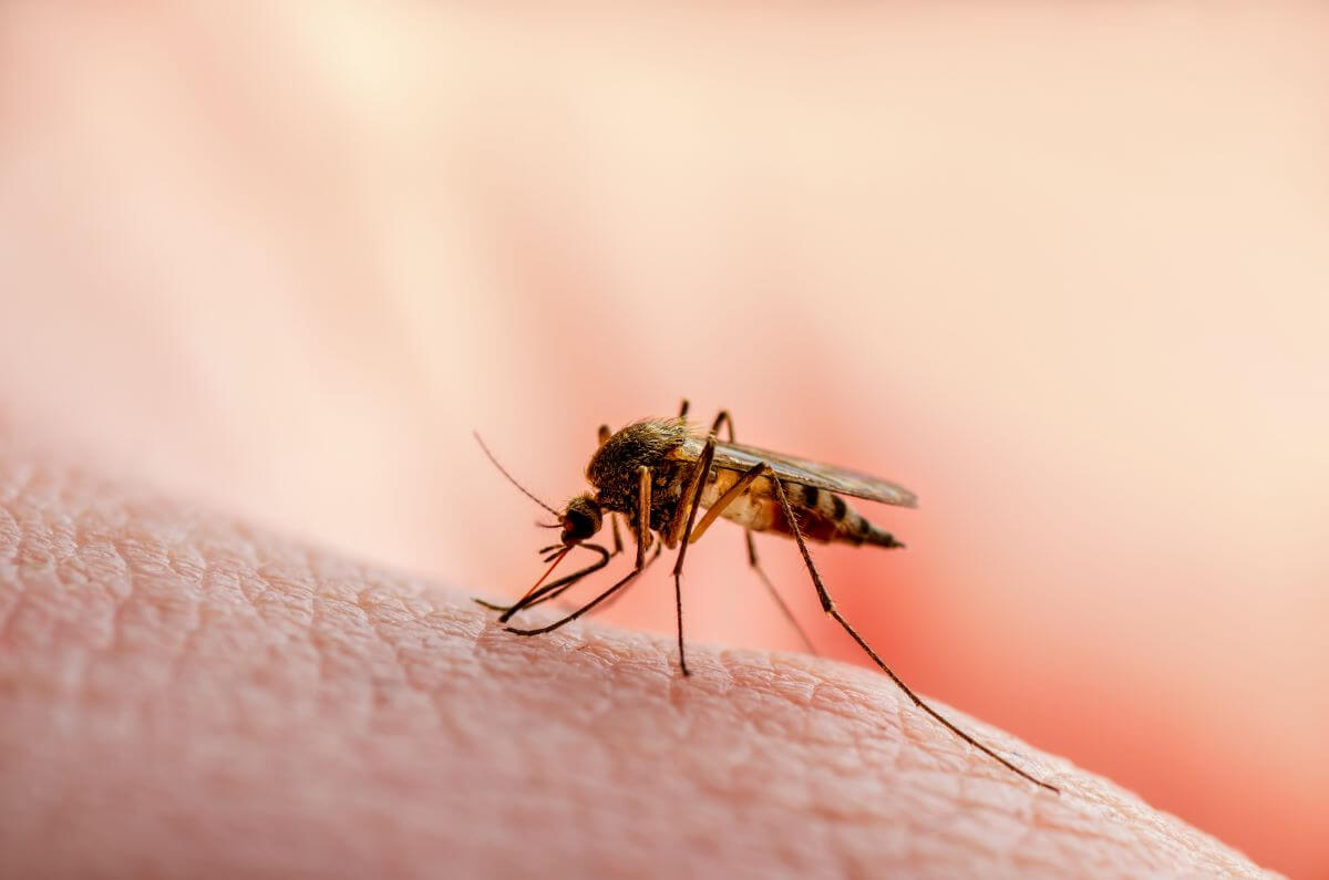 Malaria Übertragung