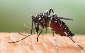 Aedes,Albopictus,Mosquito.,Super,Macro,Close,Up,A,Mosquito,Sucking