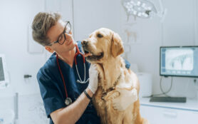 Young,Handsome,Veterinarian,Petting,A,Noble,Golden,Retriever,Dog.,Healthy