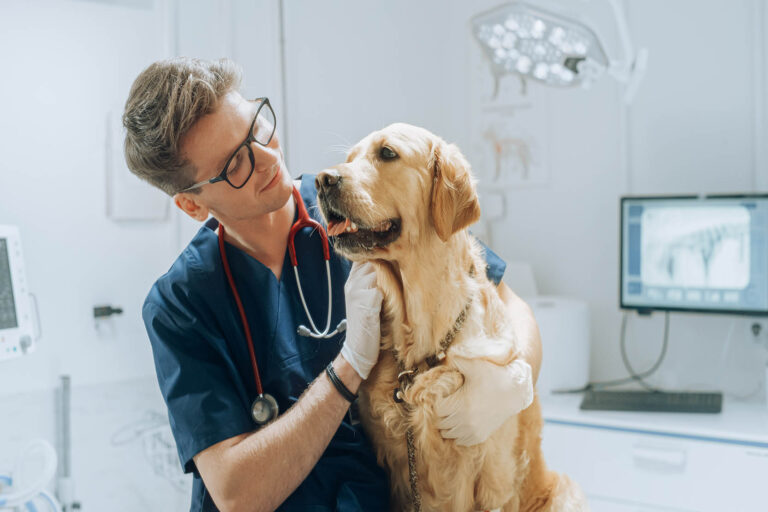 Young,Handsome,Veterinarian,Petting,A,Noble,Golden,Retriever,Dog.,Healthy