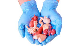 Pair,Of,Blue,Surgical Gloved,Hands,Holding,Miniature,Anatomical,Models,Of